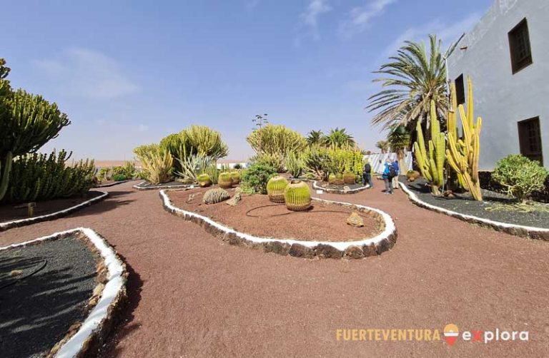 Ampia veduta del giardino con cactus e cactacee del Museo del Queso Majorero
