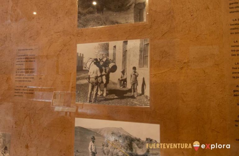Campesino de Fuerteventura cargando camello en Museo del Grano La Cilla
