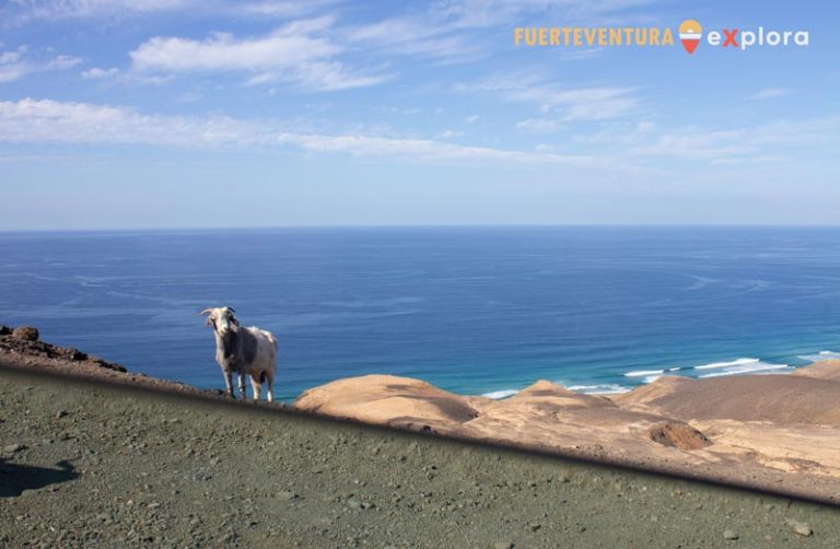 Capra Majorera osservata dal punto panoramico di Cofete