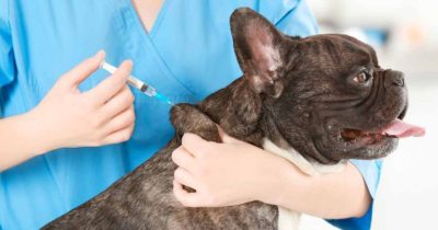 El Ayuntamiento de Pájara impulsa la campaña de vacunación antirrábica e identificación canina
