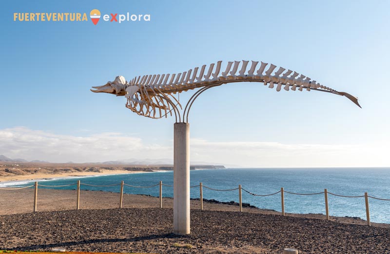 Esqueleto cetáceo Cifio de Cuvier en El Cotillo (Fuerteventura)