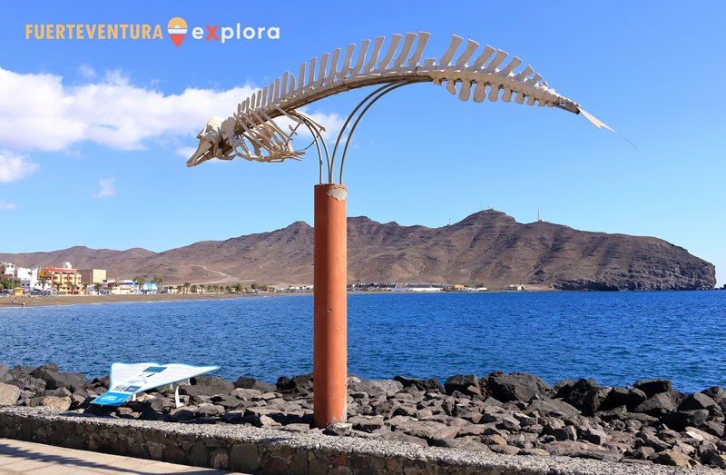 Esqueleto cetáceo Cifio de Cuvier en Gran Tarajal (Fuerteventura)