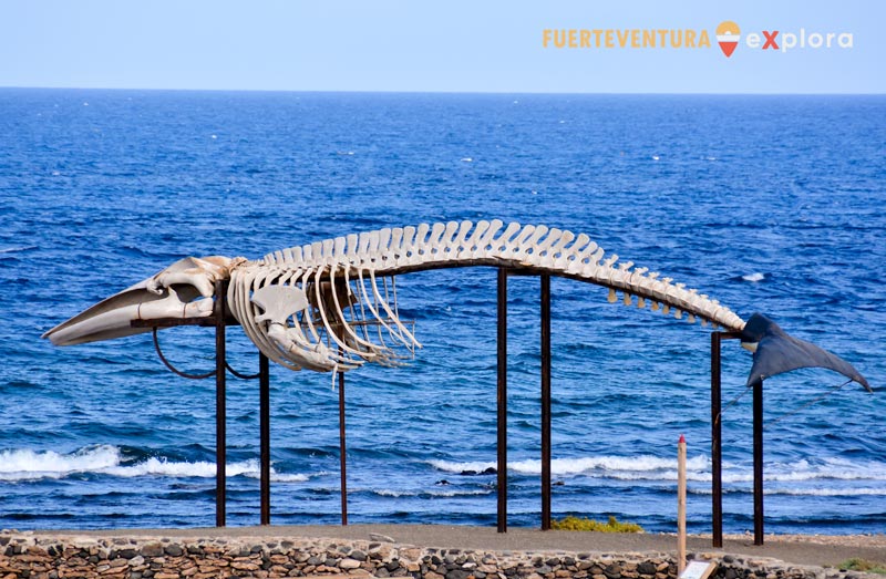 Esqueleto cetáceo Rorcual Común en Salinas del Carmen (Fuerteventura)