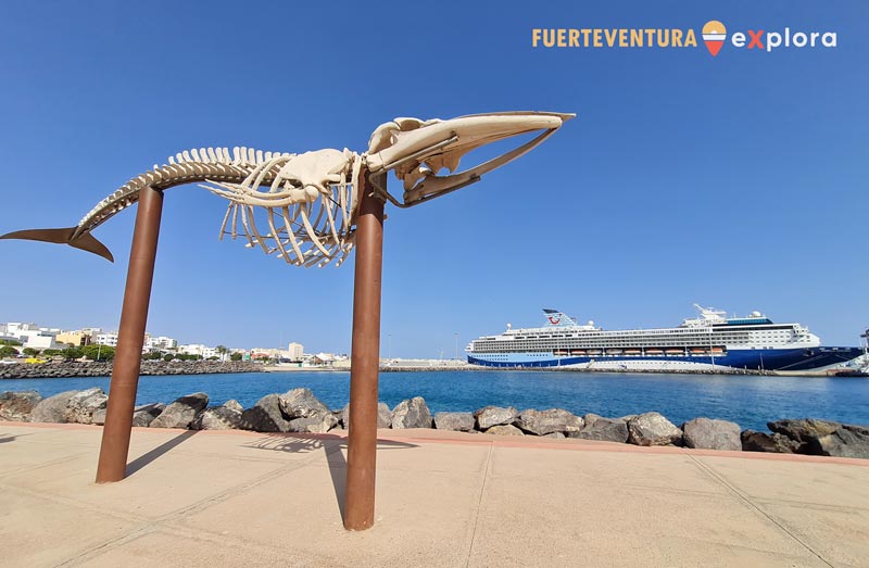 Esqueleto Cetáceo Rorcual Tropical en Puerto del Rosario (Fuerteventura)