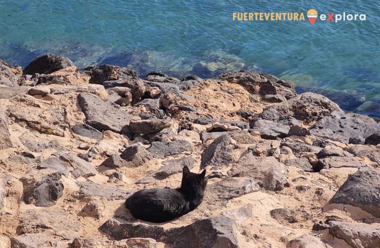 Gatto che prende il sole alla spiaggia La Guirra di Caleta de Fuste
