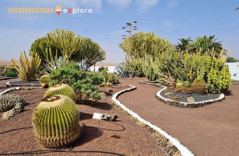 Giardino di cactus nel Museo del Queso Majorero