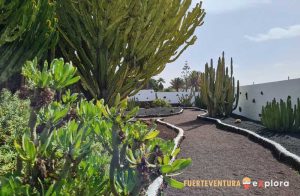 Jardín con muestra de cardones en Museo del Queso Majorero