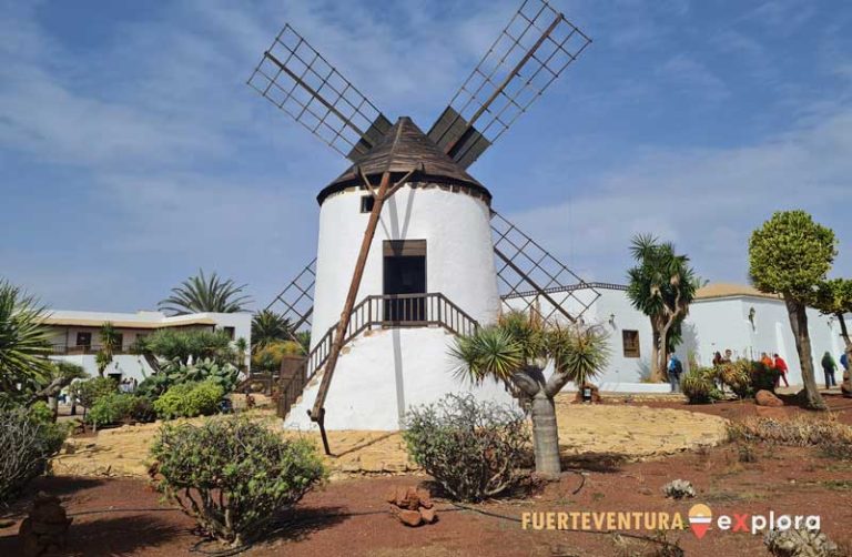 Mulino a vento di Antigua circondato da piante endemiche a Fuerteventura
