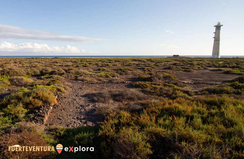 Saladar de Jandía accanto al faro del Faro del Matorral