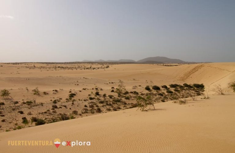Vegetazione tra le Dune di Corralejo